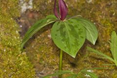 Toadshade Trillium, Trillium Sessile