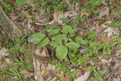 Toadshade Trillium, Trillium Sessile