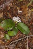 Trailing Arbutus, Epigaea repens