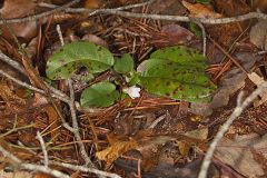 Trailing Arbutus