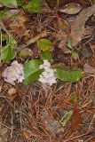 Trailing Arbutus, Epigaea repens