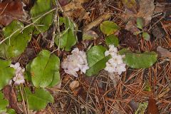 Trailing Arbutus, Epigaea repens