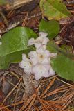 Trailing Arbutus, Epigaea repens