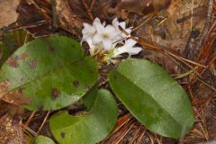 Trailing Arbutus, Epigaea repens