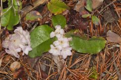 Trailing Arbutus, Epigaea repens