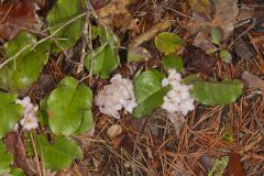 Trailing Arbutus, Epigaea repens