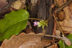 Trailing Arbutus, Epigaea repens
