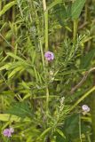 Trailing Wild Bean, Strophostyles helvola