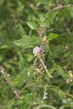 Trailing Wild Bean, Strophostyles helvola