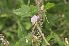 Trailing Wild Bean