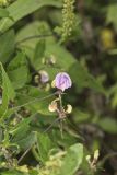 Trailing Wild Bean, Strophostyles helvola