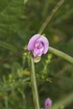 Trailing Wild Bean, Strophostyles helvola