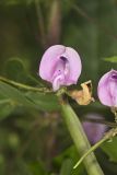 Trailing Wild Bean, Strophostyles helvola