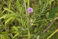 Trailing Wild Bean, Strophostyles helvola