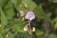 Trailing Wild Bean, Strophostyles helvola