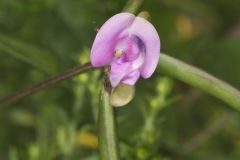 Trailing Wild Bean, Strophostyles helvola