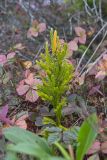 Tree Groundpine, Dendrolycopodium dendroideum