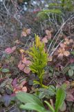 Tree Groundpine, Dendrolycopodium dendroideum