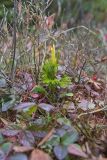 Tree Groundpine, Dendrolycopodium dendroideum