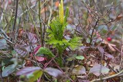 Tree Groundpine