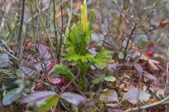 Tree Groundpine, Dendrolycopodium dendroideum