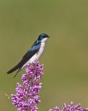 Tree Swallow, Tachycineta bicolor