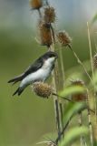 Tree Swallow, Tachycineta bicolor