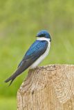 Tree Swallow, Tachycineta bicolor