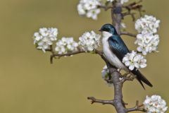 Tree Swallow, Tachycineta bicolor
