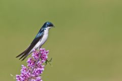 Tree Swallow, Tachycineta bicolor