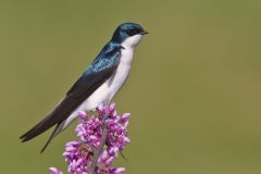 Tree Swallow, Tachycineta bicolor