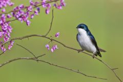 Tree Swallow, Tachycineta bicolor
