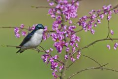 Tree Swallow, Tachycineta bicolor