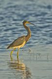Tricolored Heron, Egretta tricolor