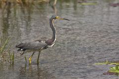 Tricolored Heron