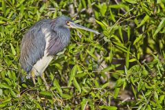 Tricolored Heron, Egretta tricolor