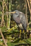 Tricolored Heron, Egretta tricolor