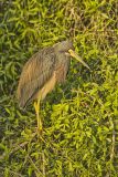 Tricolored Heron, Egretta tricolor