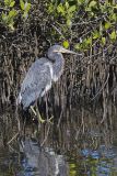 Tricolored Heron, Egretta tricolor