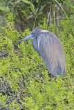 Tricolored Heron, Egretta tricolor