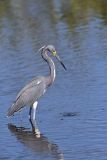 Tricolored Heron, Egretta tricolor