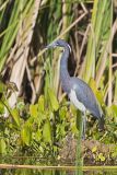 Tricolored Heron, Egretta tricolor