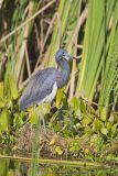 Tricolored Heron, Egretta tricolor