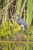 Tricolored Heron, Egretta tricolor