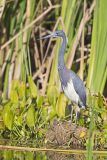 Tricolored Heron, Egretta tricolor