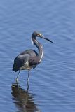 Tricolored Heron, Egretta tricolor
