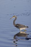 Tricolored Heron, Egretta tricolor