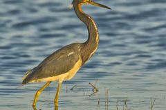 Tricolored Heron, Egretta tricolor
