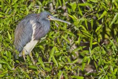 Tricolored Heron, Egretta tricolor