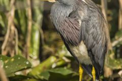 Tricolored Heron, Egretta tricolor